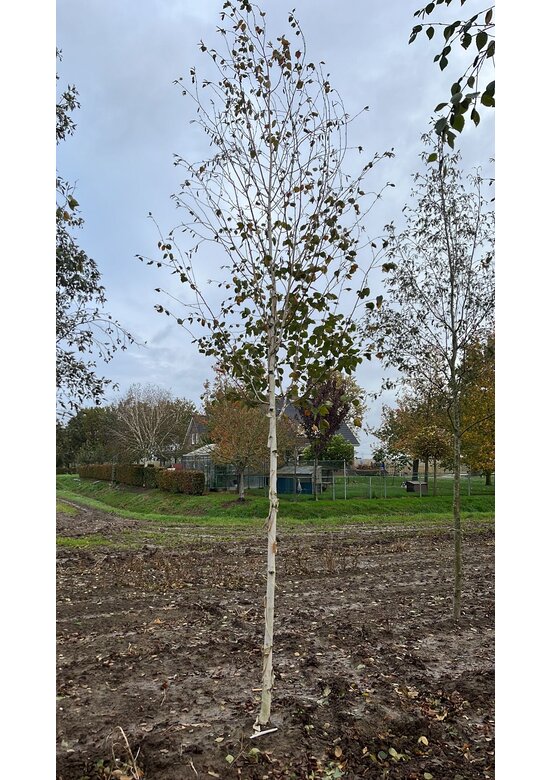Himalayabirke - Weißrindige Himalaja-Birke 'Jacquemontii' | Betula utilis 'Jacquemontii'