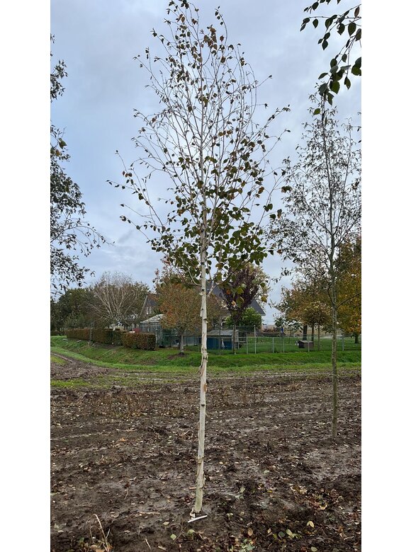 Himalayabirke - Weißrindige Himalaja-Birke 'Jacquemontii' | Betula utilis 'Jacquemontii' Himalayabirke - Weißrindige Himalaja-Birke 'Jacquemontii' | Betula utilis 'Jacquemontii'