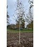 Himalayabirke - Weißrindige Himalaja-Birke 'Jacquemontii' | Betula utilis 'Jacquemontii'