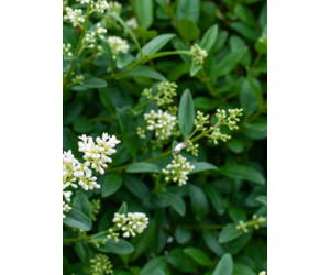 Gemeiner Ligusterhecke kaufen? | Qualitt fr Naturliebhaber - Venovi