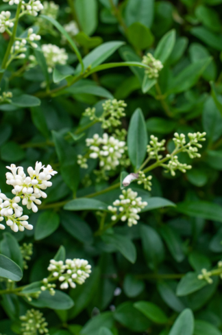 Gemeiner Liguster Hecke | Ligustrum vulgare Gemeiner Liguster Hecke | Ligustrum vulgare