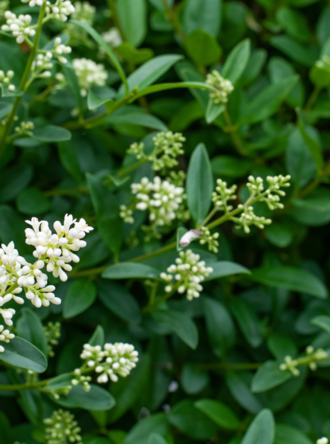Gemeiner Ligusterhecke kaufen? | Qualitt fr Naturliebhaber - Venovi
