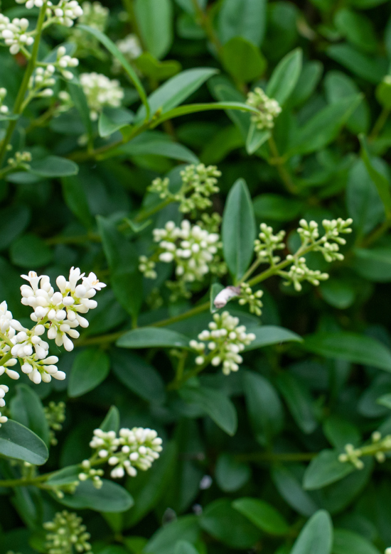 Gemeiner Ligusterhecke kaufen? | Qualitt fr Naturliebhaber - Venovi