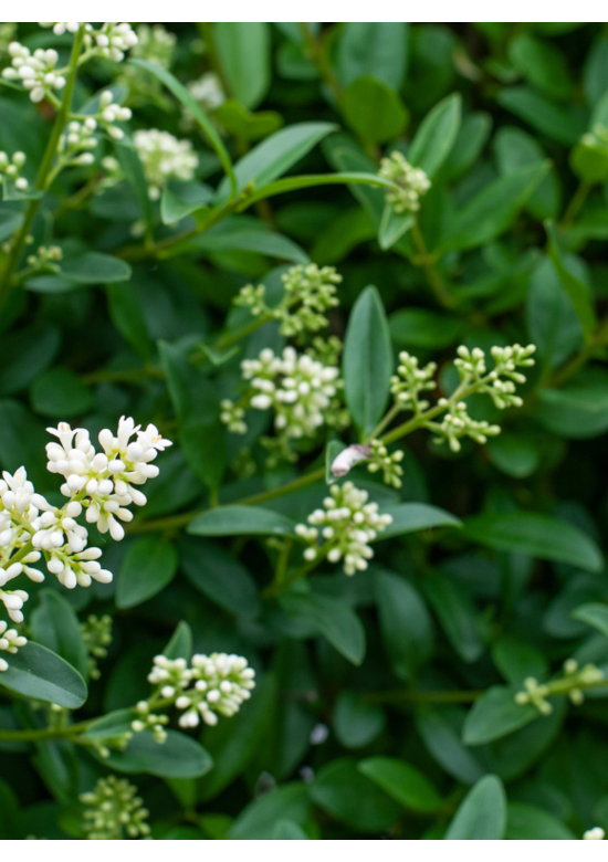 Gemeiner Liguster Hecke | Ligustrum vulgare