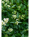 Venovi GmbH Gemeiner Liguster Hecke | Ligustrum vulgare