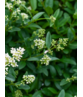 Gemeiner Liguster Hecke | Ligustrum vulgare Gemeiner Liguster Hecke | Ligustrum vulgare