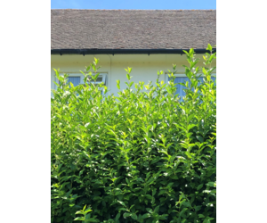 Ovalblttriger Ligusterhecke kaufen? | Qualitt fr Naturliebhaber - Venovi