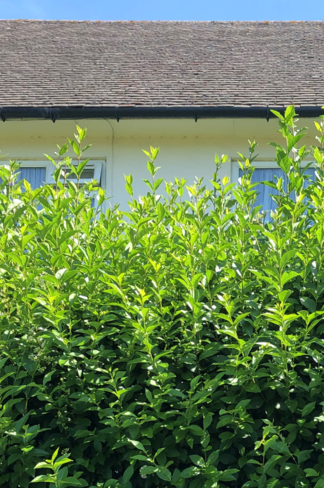 Ovalblättriger Ligusterhecke |  Ligustrum ovalifolium Ovalblättriger Ligusterhecke |  Ligustrum ovalifolium