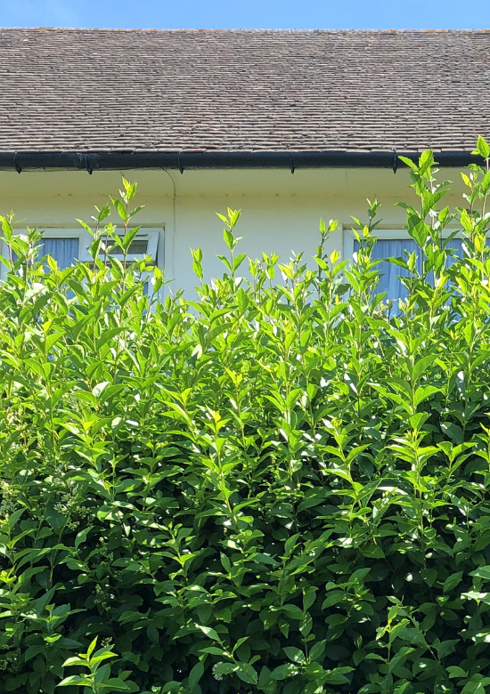 Ovalblttriger Ligusterhecke kaufen? | Qualitt fr Naturliebhaber - Venovi
