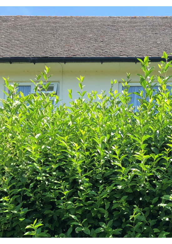 Ovalblättriger Ligusterhecke |  Ligustrum ovalifolium