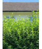 Ovalblättriger Ligusterhecke |  Ligustrum ovalifolium Ovalblättriger Ligusterhecke |  Ligustrum ovalifolium
