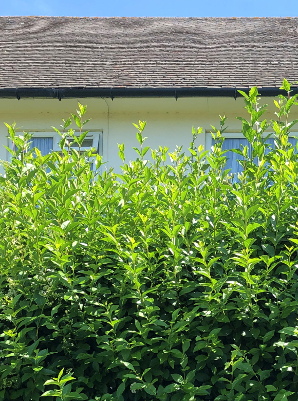 Ovalblttriger Ligusterhecke kaufen? | Qualitt fr Naturliebhaber - Venovi