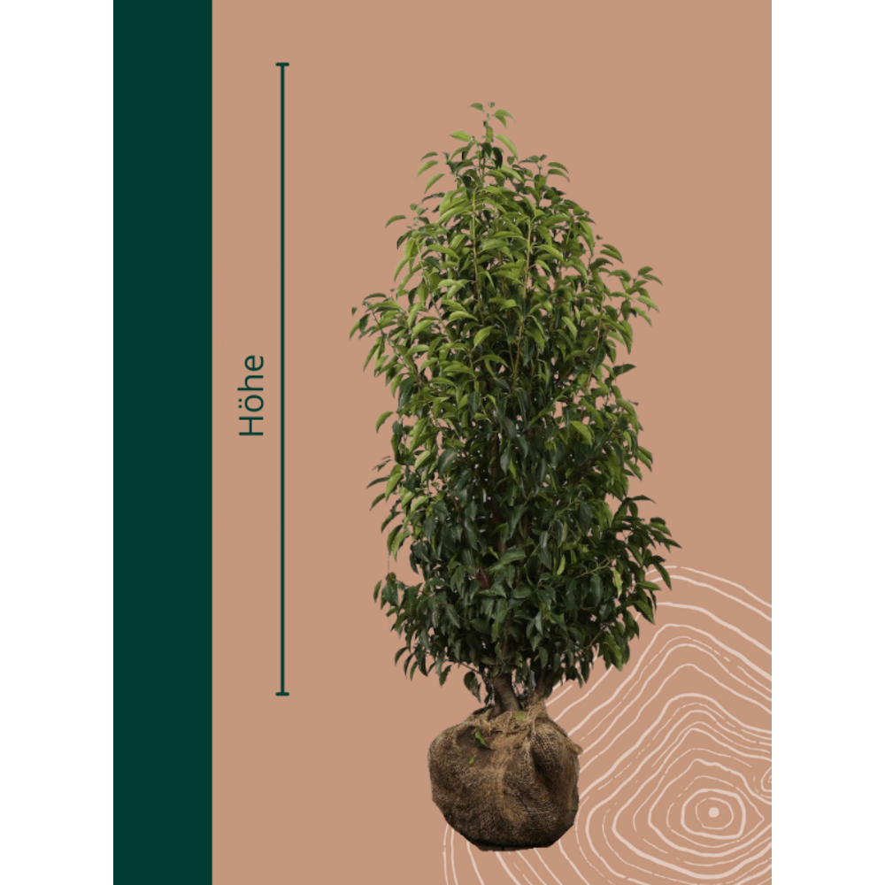 monstera deliciosa groß kaufen Monstera deliciosa (Fensterblatt) kaufen