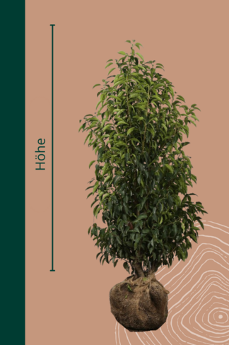 Portugiesischer Kirschlorbeer Hecke | Prunus lusitanica 'Angustifolia'