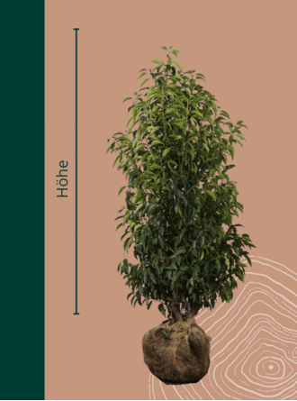 Portugiesischer Kirschlorbeer Hecke 'Angustifolia' - Venovi