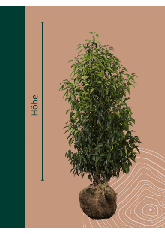 Portugiesischer Kirschlorbeer Hecke | Prunus lusitanica 'Angustifolia'