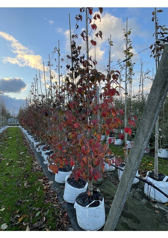 Chinesischer Blumen-Hartriegel 'Chinensis' | Cornus kousa 'Chinensis'