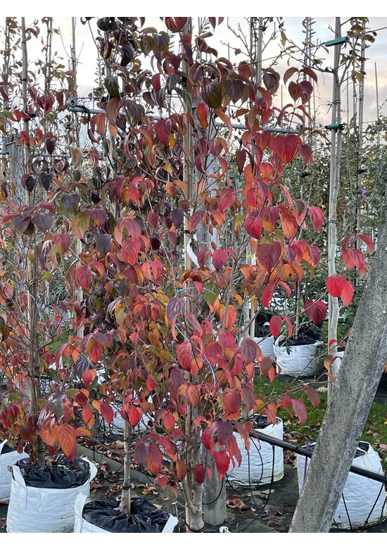 Chinesischer Blumen-Hartriegel 'Chinensis' | Cornus kousa 'Chinensis'