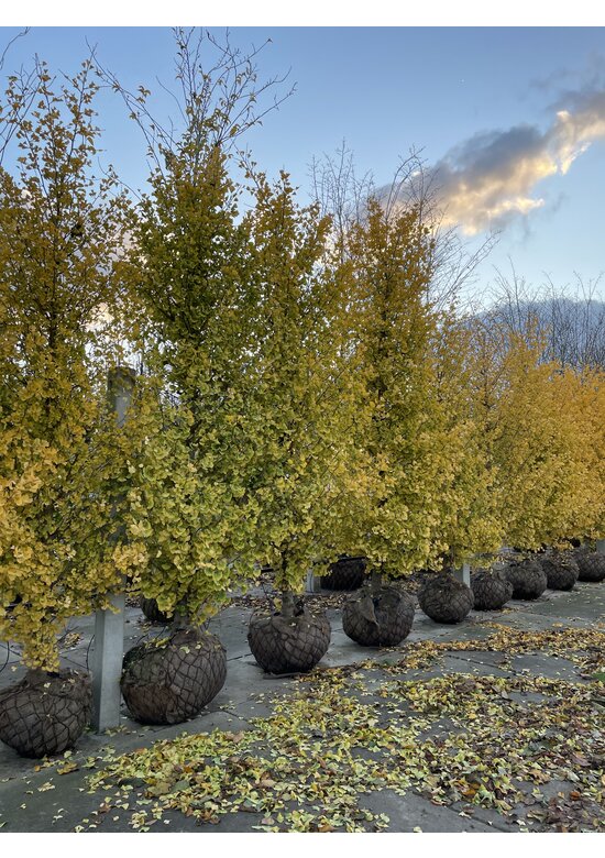 Ginkgobaum - Säulen-Fächerblattbaum 'Fastigiata Blagon' | Ginkgo biloba 'Fastigiata Blagon'