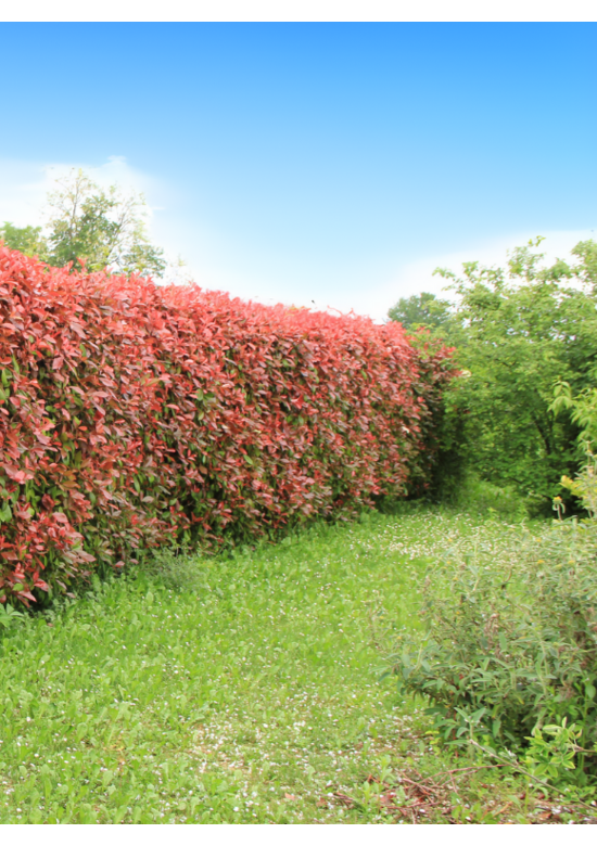 Glanzmispel Hecke | Photinia fraseri 'Red Robin' Glanzmispel Hecke | Photinia fraseri 'Red Robin'