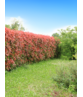 Glanzmispel Hecke | Photinia fraseri 'Red Robin' Glanzmispel Hecke | Photinia fraseri 'Red Robin'