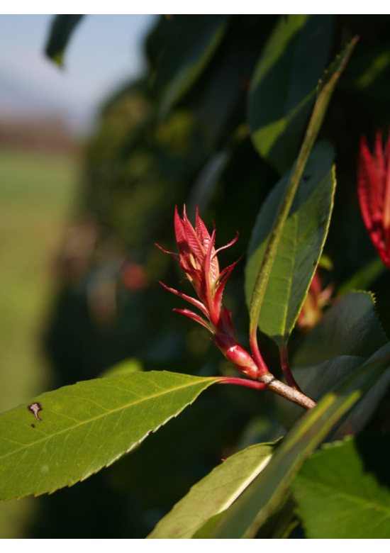 Glanzmispel Hecke | Photinia fraseri 'Red Robin' Glanzmispel Hecke | Photinia fraseri 'Red Robin'