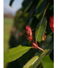 Glanzmispel Hecke | Photinia fraseri 'Red Robin' Glanzmispel Hecke | Photinia fraseri 'Red Robin'
