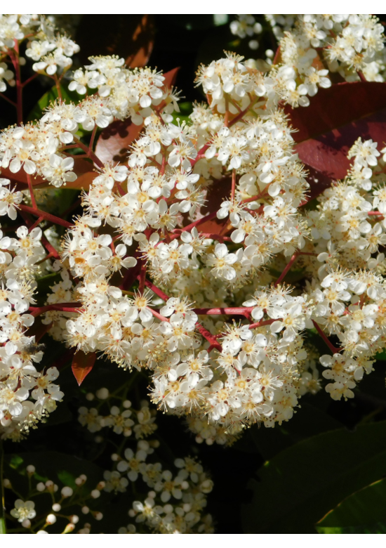 Glanzmispel Hecke | Photinia fraseri 'Red Robin' Glanzmispel Hecke | Photinia fraseri 'Red Robin'