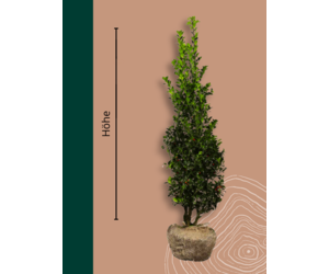 mit was thuja düngen Koniferen Dünger von Flora Boost | 200L Ergiebigkeit main image 1