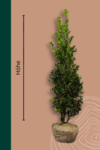 Stechpalme Hecke | Ilex  meserveae 'Blue Maid'