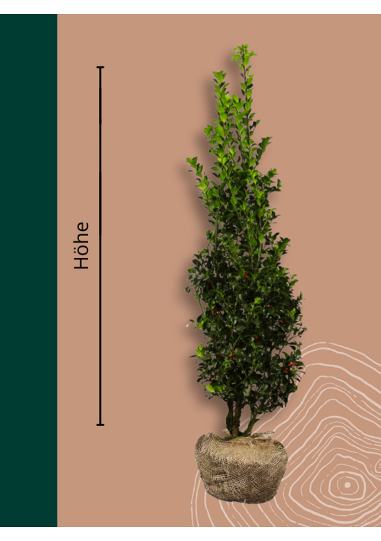 Stechpalme Hecke | Ilex  meserveae 'Blue Maid'