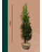Venovi GmbH Stechpalme Hecke | Ilex  meserveae 'Blue Maid'