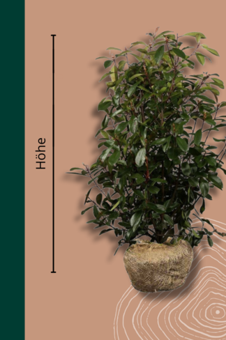 Glanzmispel Hecke | Photinia fraseri 'Red Robin' Glanzmispel Hecke | Photinia fraseri 'Red Robin'
