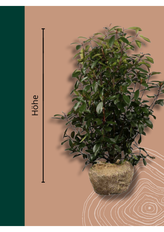 Glanzmispel Hecke | Photinia fraseri 'Red Robin'