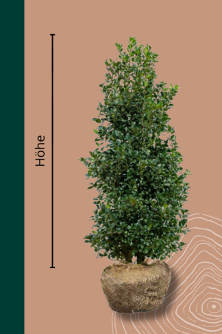 Stechpalme Hecke | Ilex meserveae 'Heckenfee'