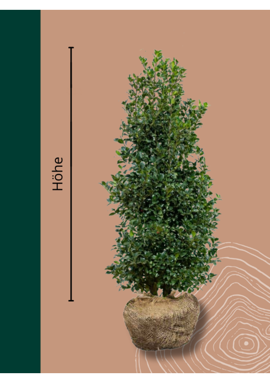 Stechpalme Hecke | Ilex meserveae 'Heckenfee'