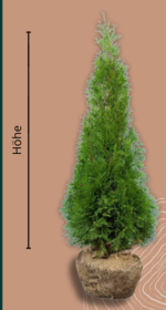 pflegeleichteste zimmerpflanze Zamioculcas kaufen  Pflegeleichte Zimmerpflanze fr Wien  MO BLUMEN