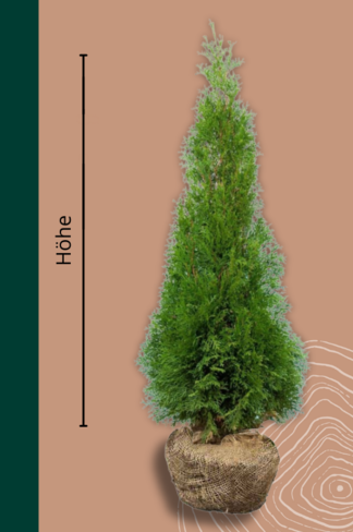 Lebensbaum Hecke 'Smaragd' | Thuja occidentalis 'Smaragd'