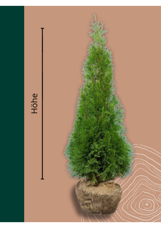 Lebensbaum Hecke | Thuja occidentalis 'Smaragd'