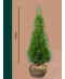 Venovi GmbH Lebensbaum Hecke | Thuja occidentalis 'Smaragd'