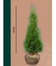 Lebensbaum Hecke 'Smaragd' | Thuja occidentalis 'Smaragd'