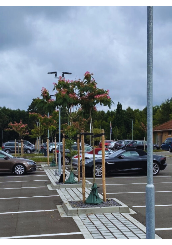 Seidenbaum - Schlafbaum  'Ombrella' | Albizia julibrissin 'Ombrella'