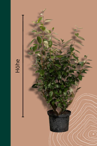 Ölweide Hecke | Elaeagnus ebbingei Ölweide Hecke | Elaeagnus ebbingei