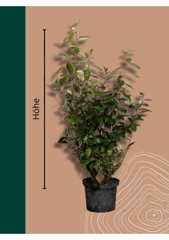 Ölweide Hecke | Elaeagnus ebbingei