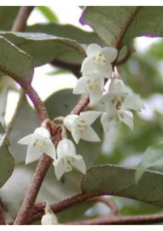 Ölweide Hecke | Elaeagnus ebbingei