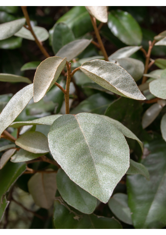 Ölweide Hecke | Elaeagnus ebbingei