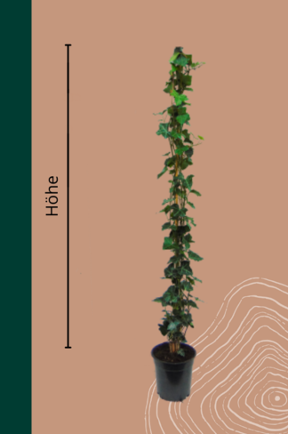 Efeu Hecke | Hedera hibernica