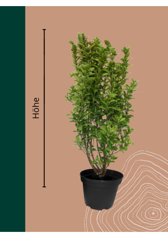 Pfaffenhütchen Hecke | Euonymus europaeus