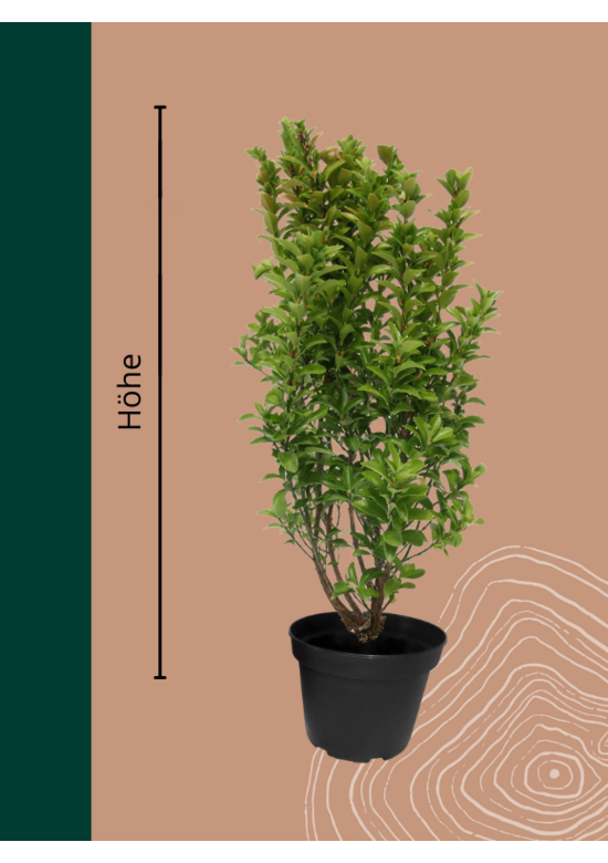 Pfaffenhütchen Hecke | Euonymus europaeus