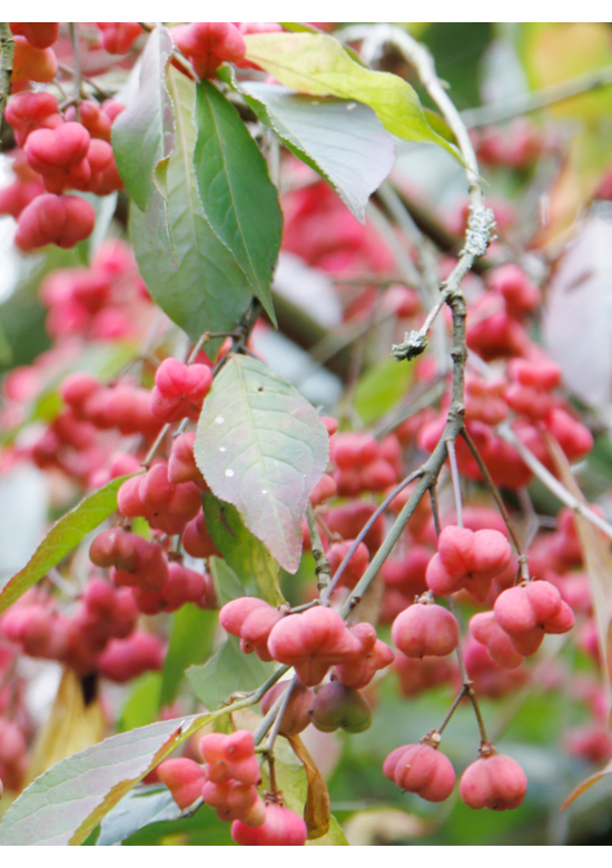 Pfaffenhütchen Hecke | Euonymus europaeus